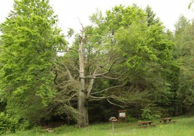 Öreg bükk Tanösvény – Stájer-házak